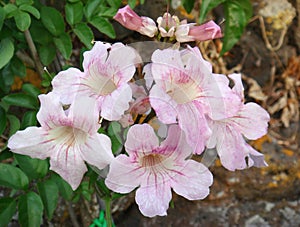 Podranea ricasoliana pink flowers