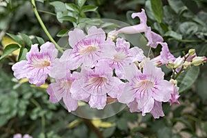 Podranea ricasoliana Pink Tecoma in bloom, ornamental pink shrub, flowering