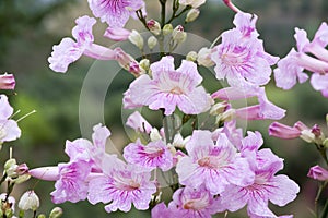 Podranea ricasoliana Pink Tecoma in bloom, ornamental pink shrub, flowering