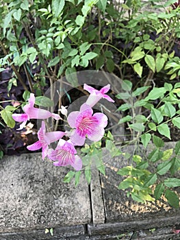 Podranea ricasoliana or Pink trumpet vine or Port St.John`s Creeper or Campsis radicans or Trumpet creeper or Cow itch vine.