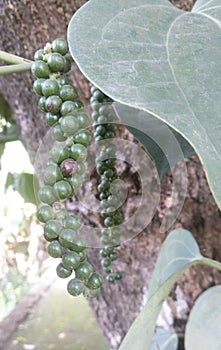 Pods Of Black Pepper On tree. India-Maharashtra