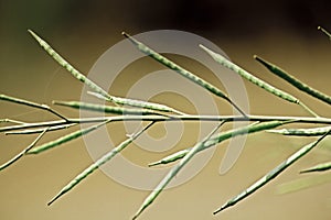 Pods of Brassica nigra, Black Mustard