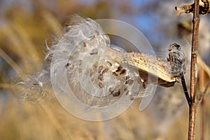 Pods of butterfly flower (Asclepias syriaca).