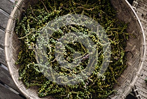 Pods of freshly picked organic kampot green peppercorns in cambodia