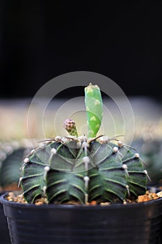 pods/fruits of dark cactus and the flowers of the cactus growing in the white pot