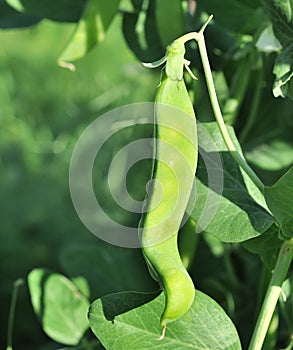 Pods green peas growing