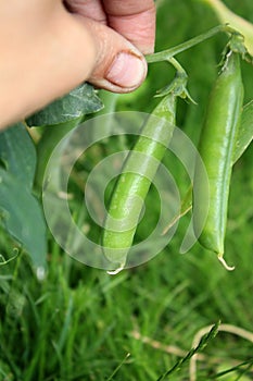 Pods of the green peas in the hand in the garden.