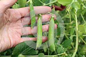 Pods of the green peas in the hand in the garden.