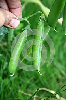 Pods of the green peas in the hand in the garden.