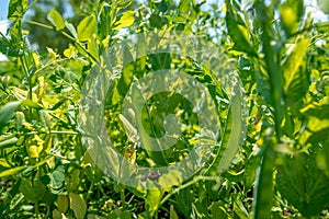 Pods with green peas in organic quality on the field on the farm