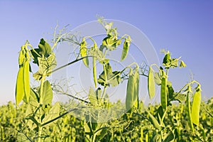 Pods with green peas ripen in a pea field