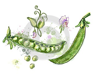 Pods of green peas, scented pea flowers. Hand drawn watercolor style