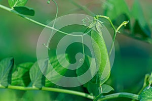 Pods of green peas  twigs with leaves