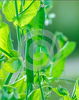 Pods of green peas  twigs with leaves