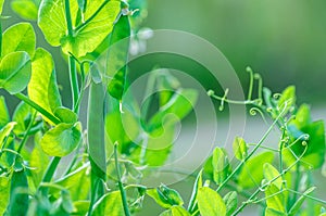 Pods of green peas  twigs with leaves