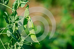 Pods of green peas  twigs with leaves