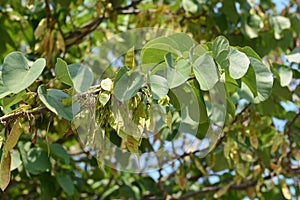 Pods on green tree branch