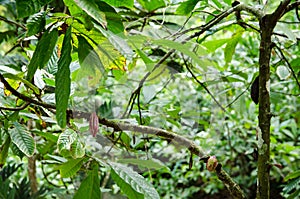 Pods growing on cocao tree photo