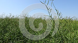 Pods of half-ripe rapeseed in are waving in wind