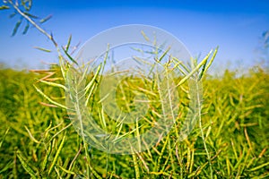 Pods of half-ripe rapeseed in are waving in wind