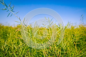 Pods of half-ripe rapeseed in are waving in wind