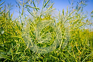 Pods of half-ripe rapeseed in are waving in wind