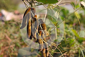 The pods of Mucuna pruriens. Its English common names velvet bean, Mauritius velvet bean photo