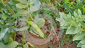 Pods plant maturing in the garden, pods