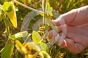 Pods of ripe soybeans in a female hand.field of ripe soybeans.The farmer checks the soybeans for ripeness.Farmer in