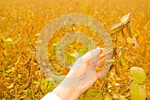 Pods of ripe soybeans in a female hand .field of ripe soybeans.The farmer checks the soybeans for ripeness.Soybean crop