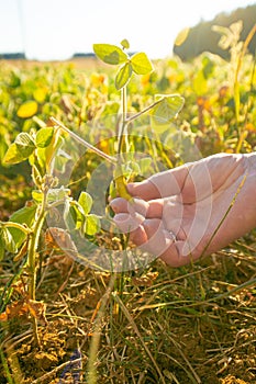 Pods of ripe soybeans in a hand.field of ripe soybeans.The farmer checks the soybeans for ripeness.Farmer in soybean