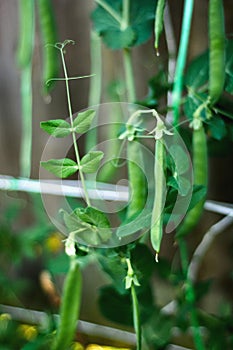 Pods of runner beans growing in garden, summer vegetable harvest