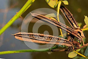 Pods with seeds of Candle Bush