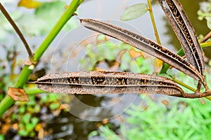 Pods with seeds of Candle Bush