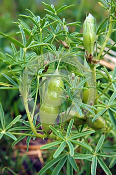 Pods with seeds of Lupinus albus