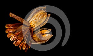 Pods and seeds of Mahogany on black background