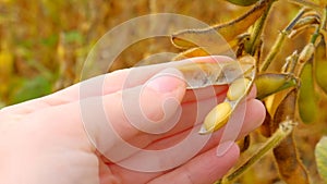 Pods of soybeans in a female hand.Soybean crop. field of ripe soybeans.The farmer checks the soybeans for ripeness