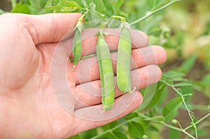 Pods of young peas in hand in the garden