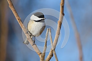 Black-capped chickadee on a branch. Poecile atricapillus