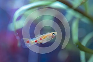 Poecilia reticulata hybrid in aquarium. Guppy Multi Colored Fish in a Tropical Acquarium