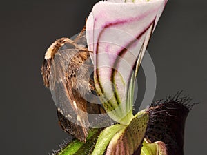 Poecilocampa populi on orchid