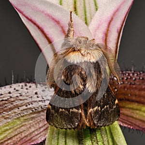 Poecilocampa populi sits on an orchid