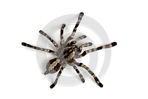 Poecilotheria regalis tarantula isolated on white background