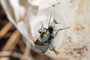 Poecilus cupreus beetle crawls on a broken goose egg