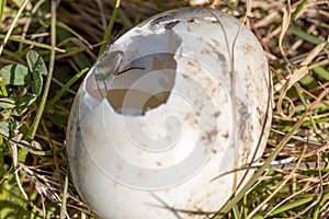 Poecilus cupreus beetle crawls on a broken goose egg