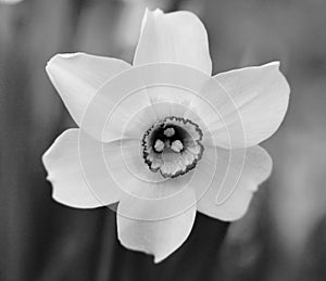 Poet\'s narcissus in bloom Jenningsville Pa