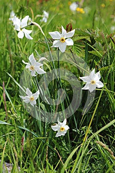 Poet`s narcissus, Ecrins National Park in the french Hautes-Alpes