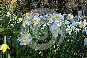 Poet`s Narcissus Narcissus poeticus in bloom in Suffolk