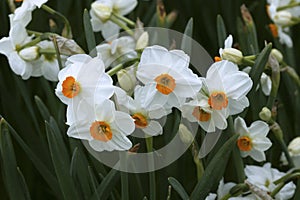 Poet`s Narcissus, narcissus poeticus, Flower Bed