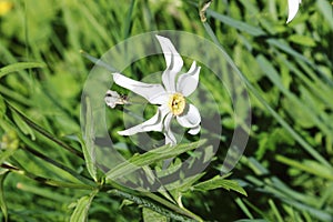 Poet`s narcissus in Ã‰crins National Park in the french Hautes-Alpes